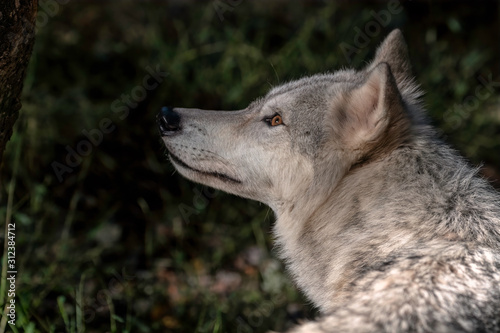 Close up portrait of a Timber Wolf  Gray Wolf or Grey Wolf . 