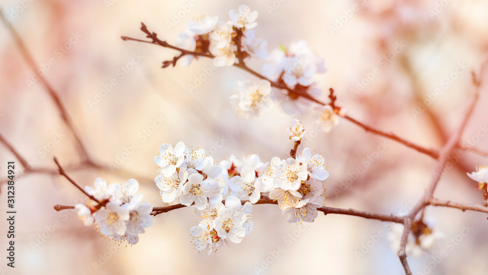 apricot blossom, white flowers on a branch