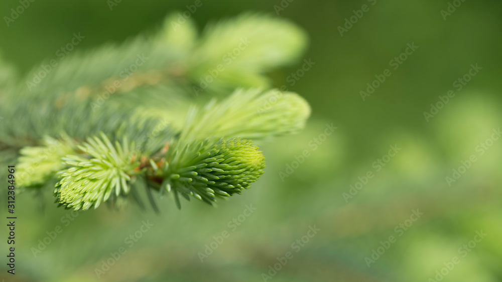 young spruce branch, beautiful green background young spruce branch, beautiful green background