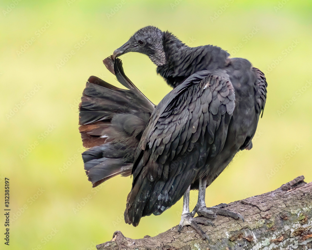 Fototapeta premium Black vulture preens his tail feathers