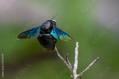 Xylocopa latipes insect on branch of tree. photo
