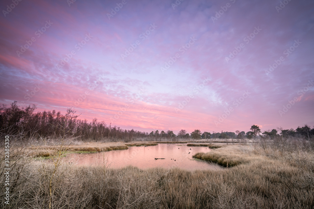 Lake at dawn. Sunrise at national park de Groote Peel in Limburg, the Netherlands. Beautiful purple sky at sunsrise. 