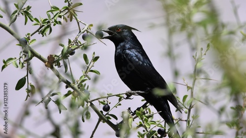 Bird Eating a Berry photo