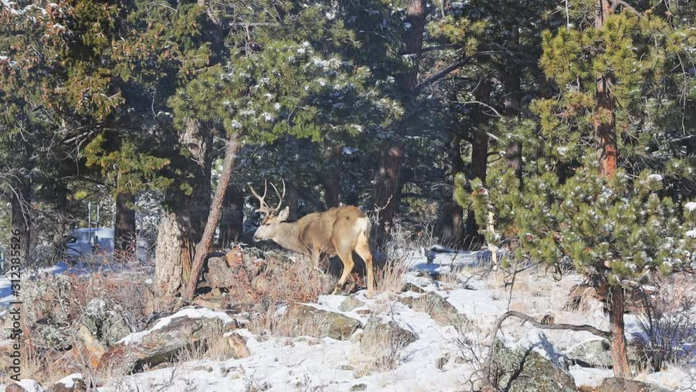 Mule Deer buck grazing away and perpendicular from the viewer along bushes in a remote area of the Colorado Rocky Mountains during the winter. Mule Deer buck grazing away and perpendicular from the viewer along bushes in a remote area of the Colorado Rocky Mountains during the winter.