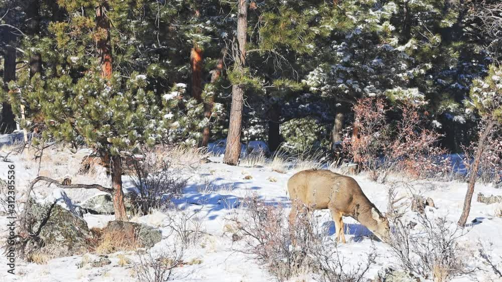 Mule Deer buck grazing along bushes in a remote area of the Colorado Rocky Mountains during the winter. Mule Deer buck grazing along bushes in a remote area of the Colorado Rocky Mountains during the winter.