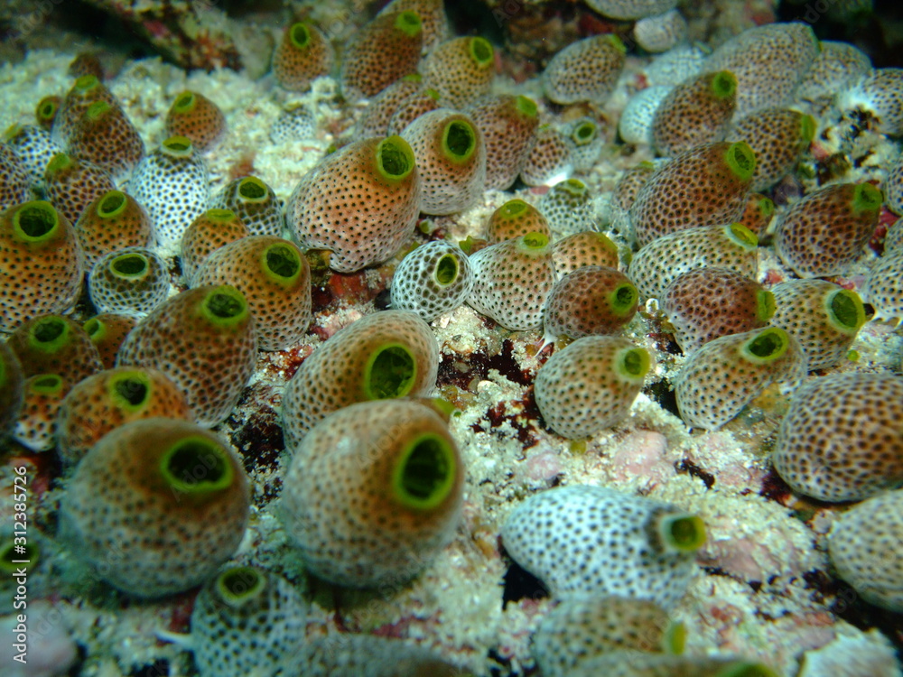 Colony of tunicates (Atriolum robustum), Maldives Colony of tunicates (Atriolum robustum), Maldives