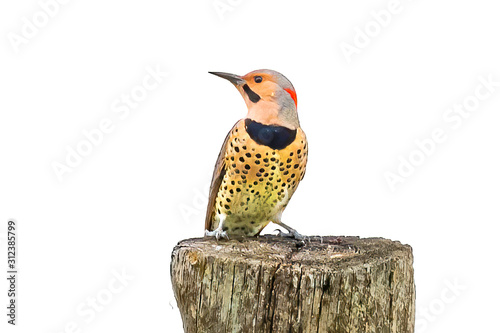 Northern flicker sits on a stump, white background