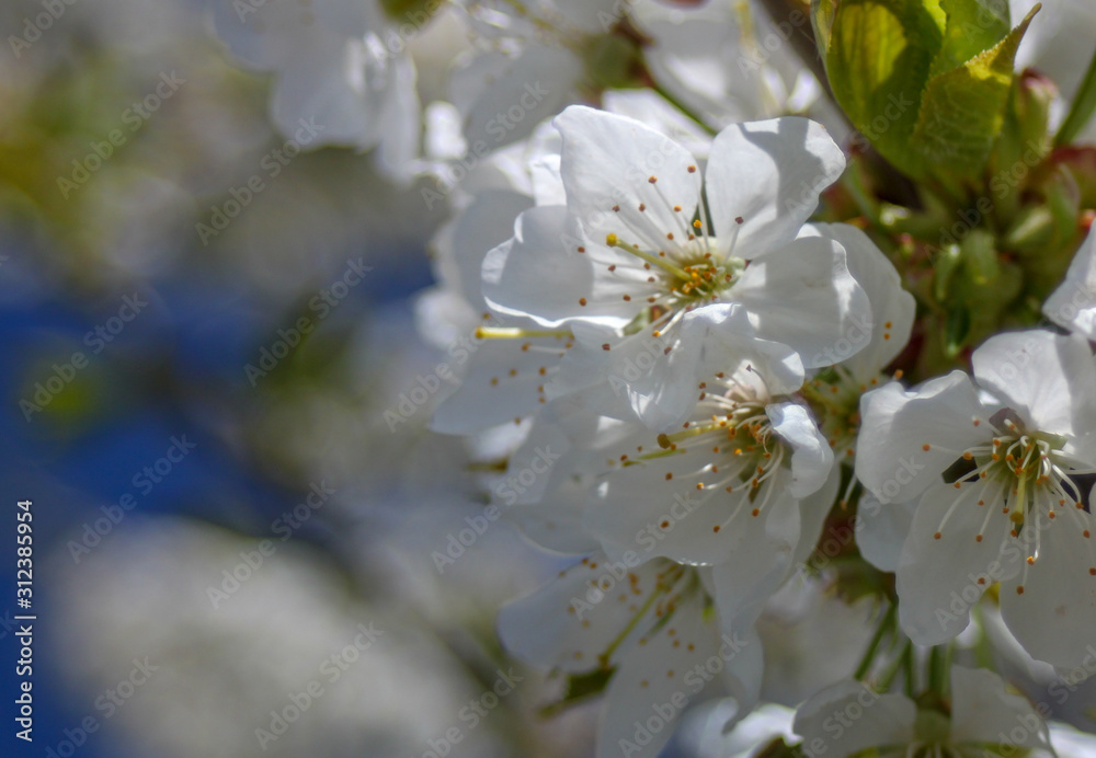 Obraz premium Blüte