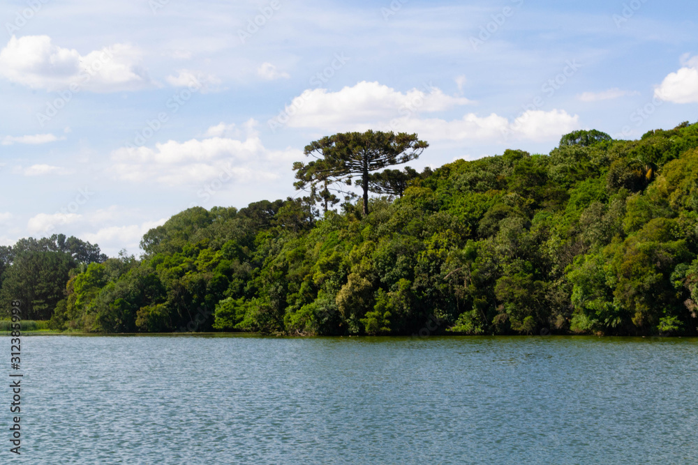 Lake with Araucaria Pine in Atlantic Forest