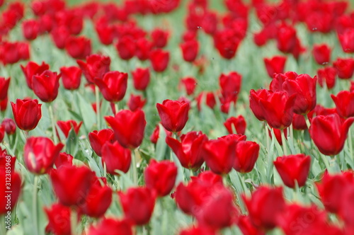  Tulpen rote Tulpenfeld