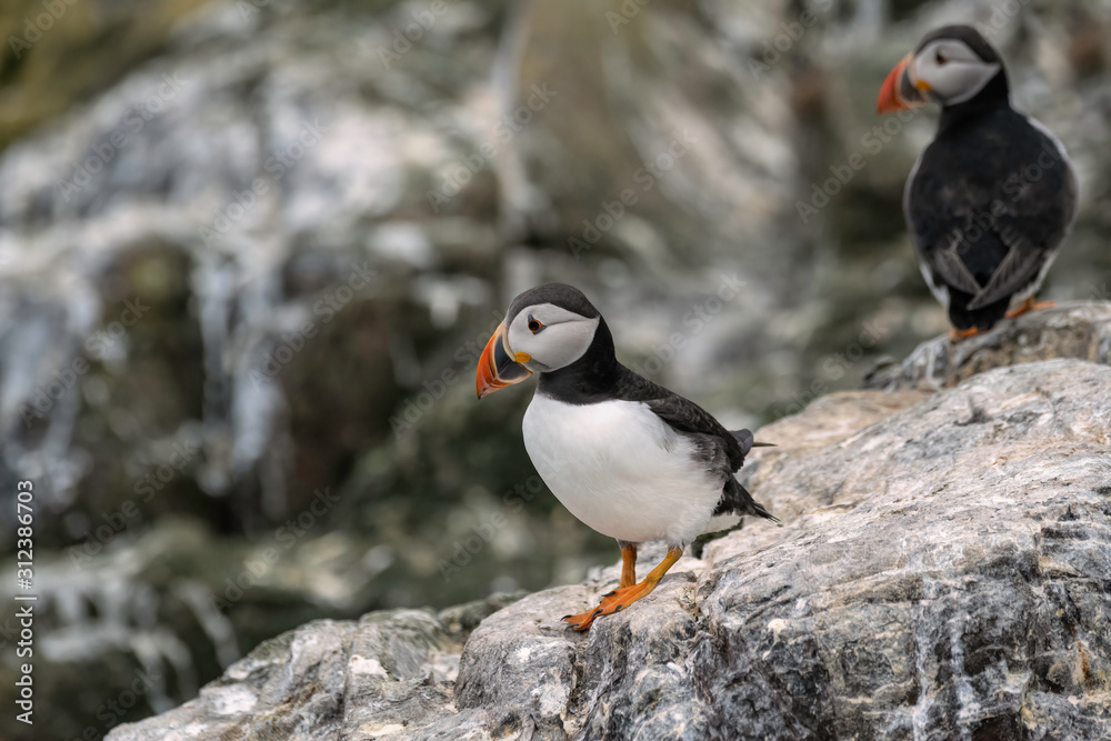 Fototapeta premium Puffin standing on a rock with the breeding colony in the background. Image taken in the Farne Islands, United Kingdom. 