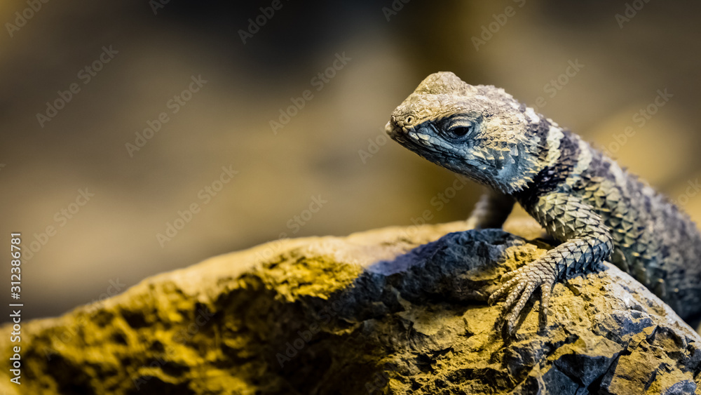 Blue spiny lizard looks cautiously towards the camera with open space on the left side Blue spiny lizard looks cautiously towards the camera with open space on the left side