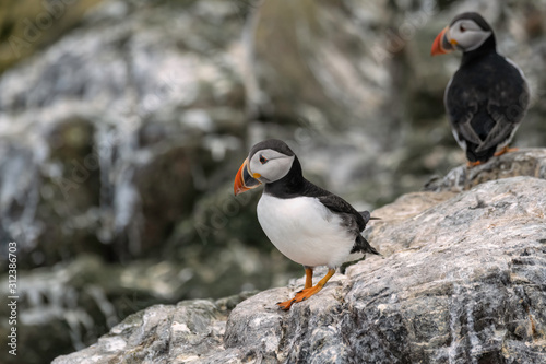 Puffin standing on a rock with the breeding colony in the background. Image taken in the Farne Islands, United Kingdom. 