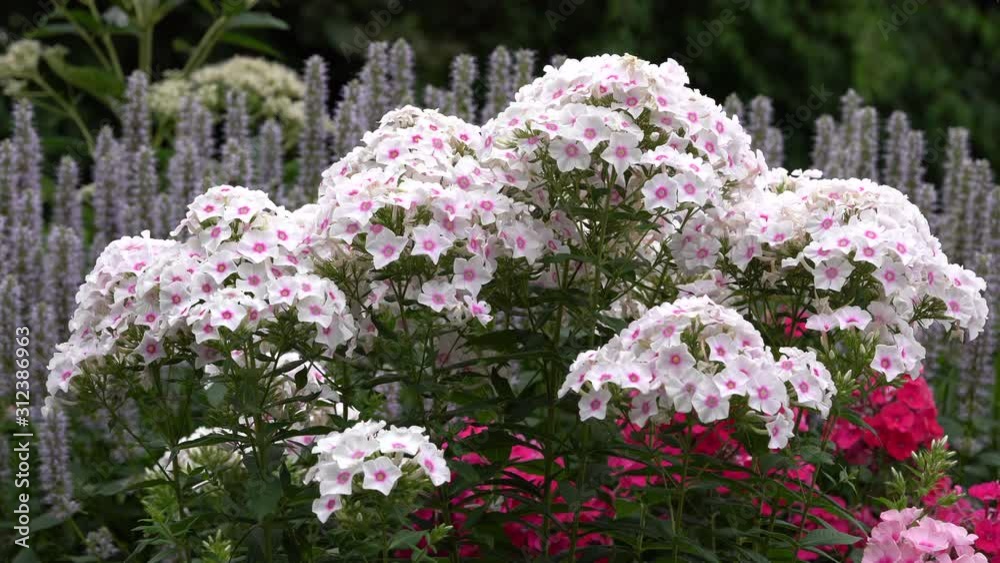 Garden Phlox (Phlox paniculata), flowers of summer Garden Phlox (Phlox paniculata), flowers of summer