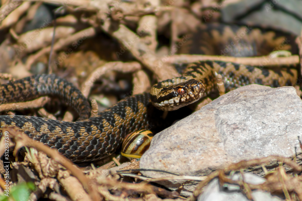 adder close-up adder close-up