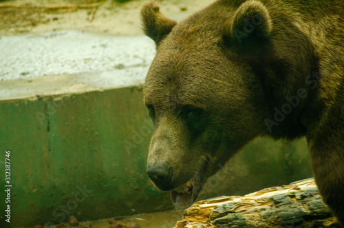 floating bear scratches head photo