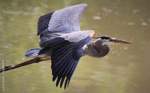 Canvastavla great blue heron in flight
