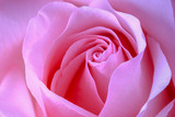 Rose flower. Close-up. Pink color.