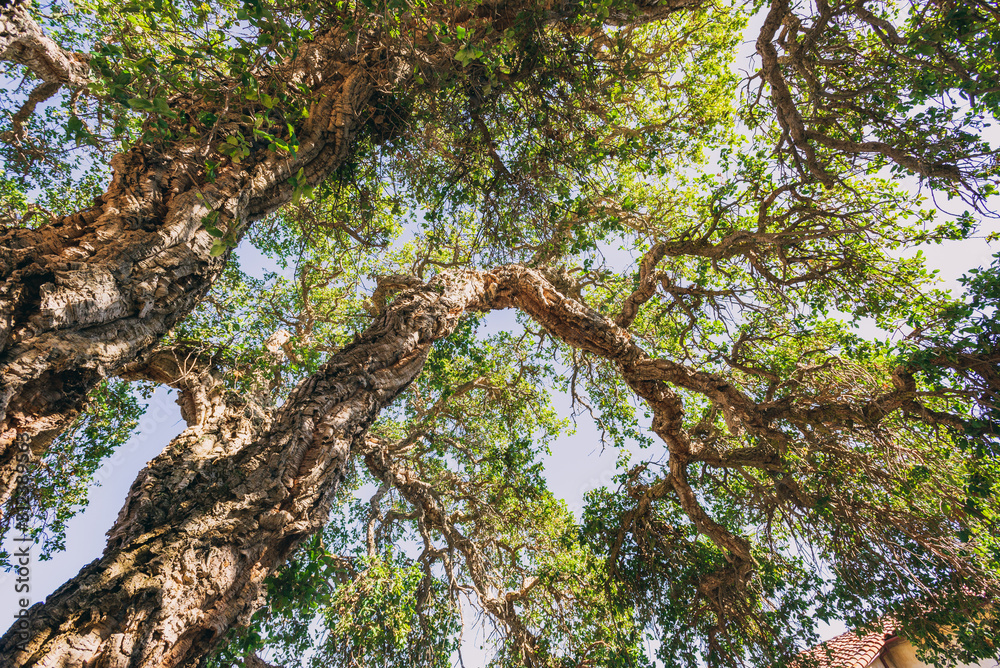 Fototapeta premium Nature landscape trees cork oak