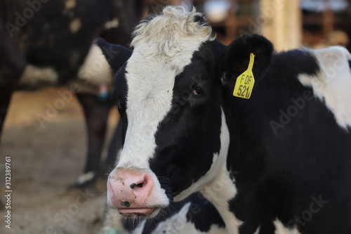 cows in stable