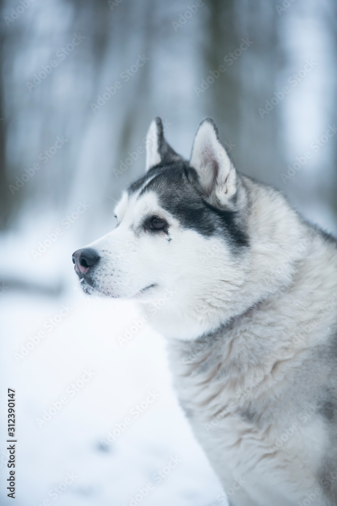 Siberian Husky portrait in the winter forest 