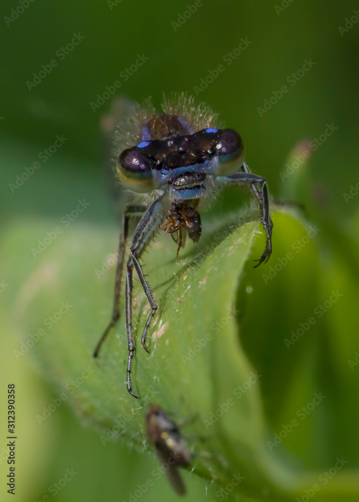 damselfly feeding damselfly feeding