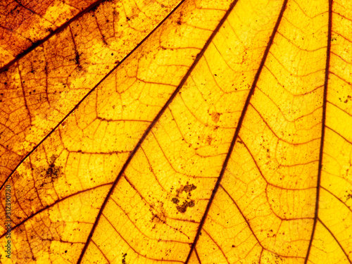 Close up of dry autumn leaf texture background.