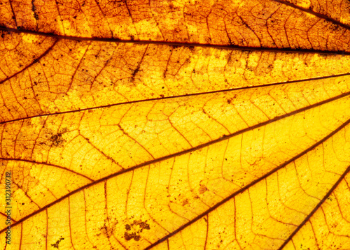 Close up of dry autumn leaf texture background.
