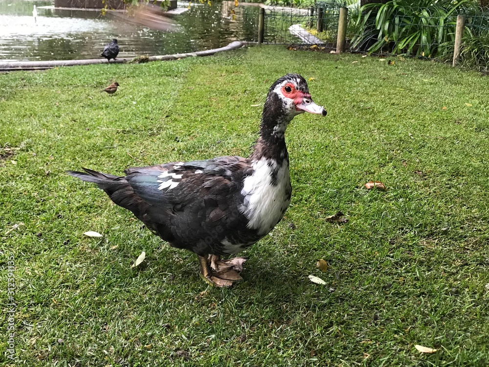 pato pato