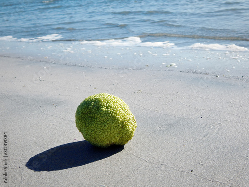 Adam's apple on the seashore. photo