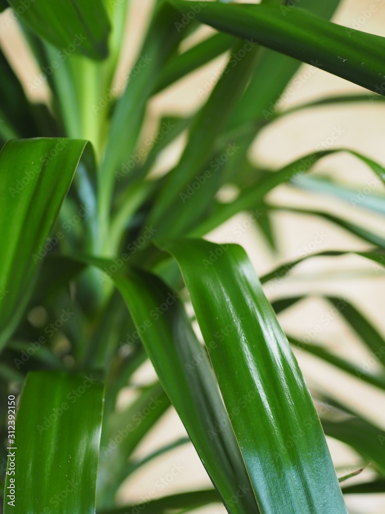 Fototapeta premium Palm tree Yucca Elefantis at home.