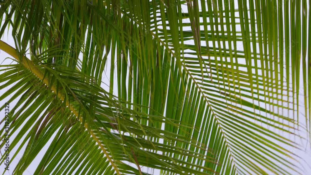 Palm tree branches sway as leaves blow in the wind 