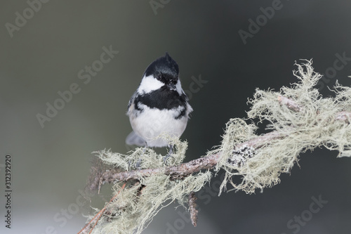 The Coal Tit (Periparus ater) photo