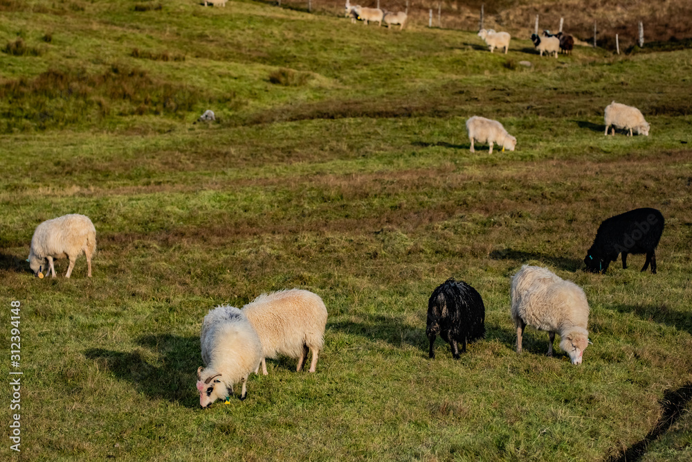 Fototapeta premium Sheeps at Faroe Islands