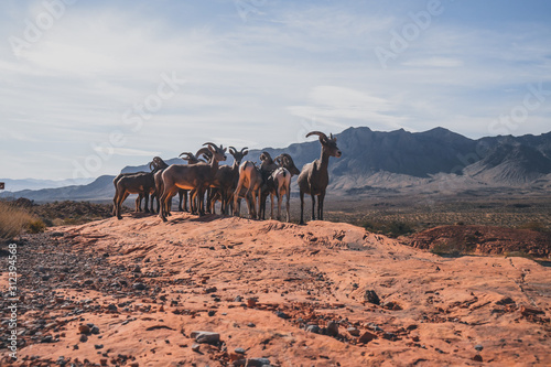 beautiful nature in valley of fire USA