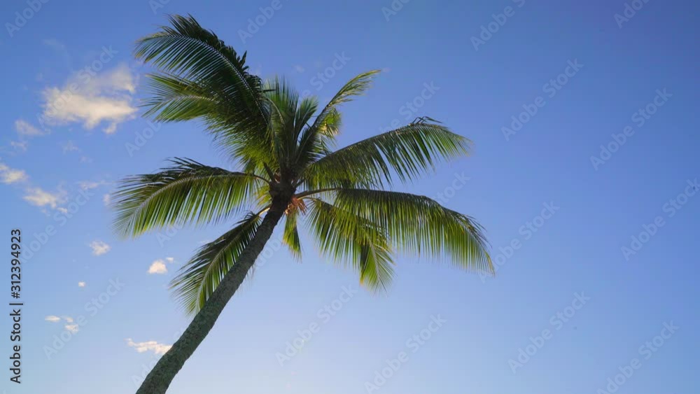 Isolated palm tree blowing in the wind during tropical golden hour looking up