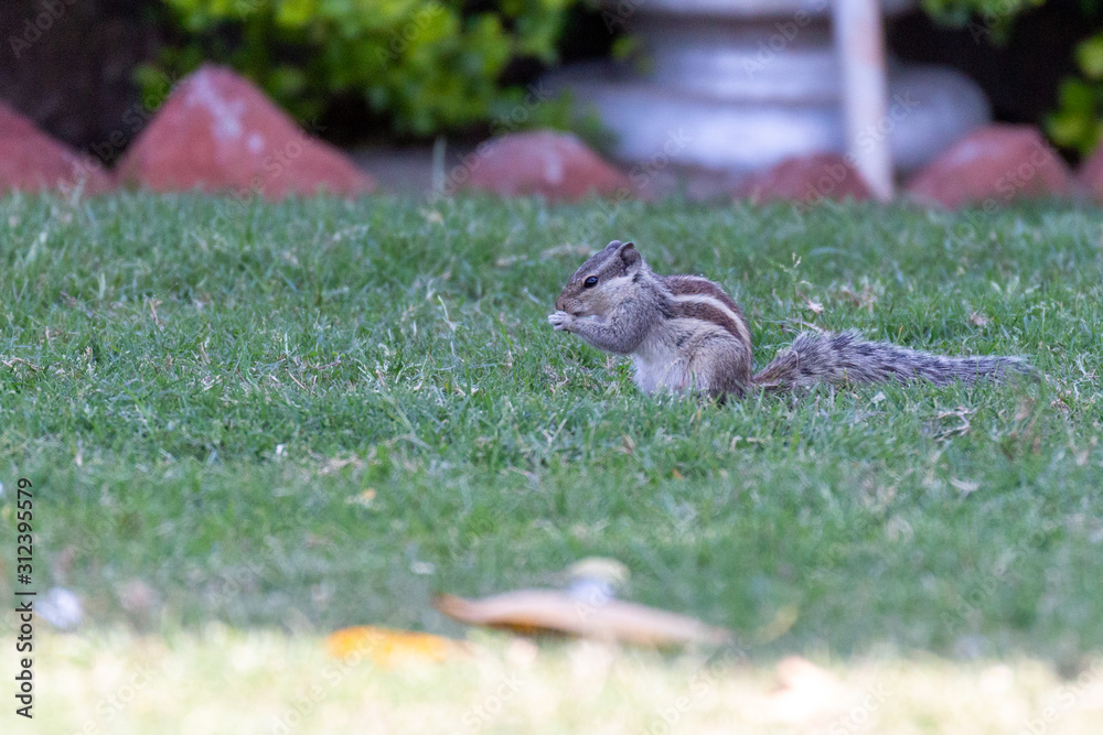 Obraz premium Squirrel in Udaipur Gardens