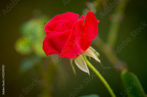 Fresh red rose in the garden, blurry background.