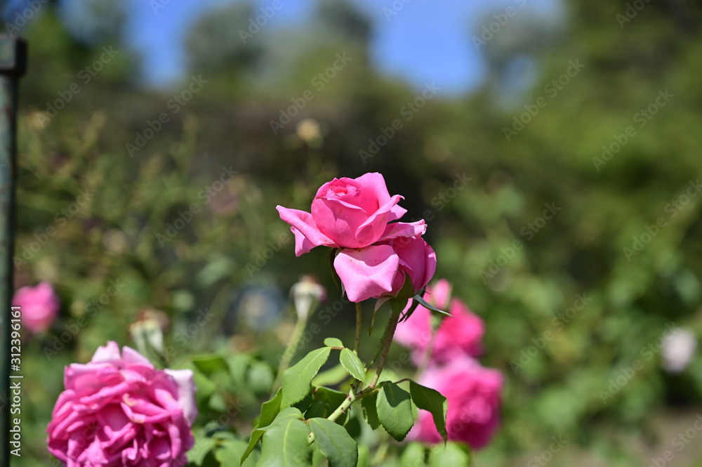A rose flower in the park A rose flower in the park