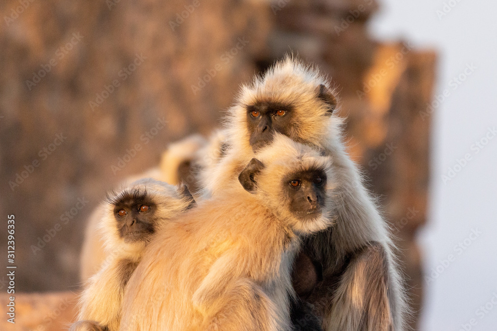 Fototapeta premium Monkeys at Savitri Mata Temple, Pushkar