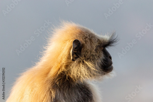 Photography Monkeys at Savitri Mata Temple, Pushkar