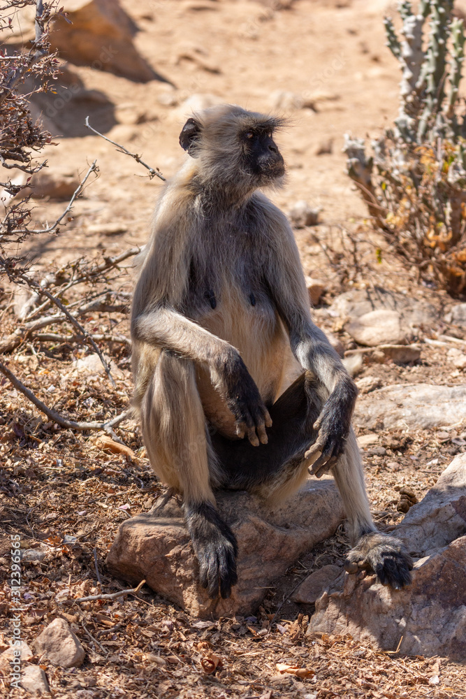 Obraz premium Langur Monkeys in Pushkar