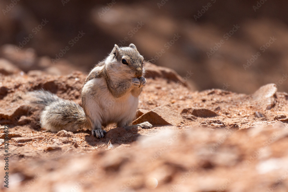 SQuirrel in Pushkar SQuirrel in Pushkar