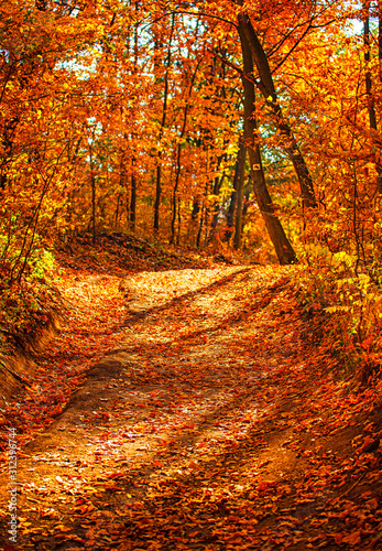 Pathway in the forest at au...