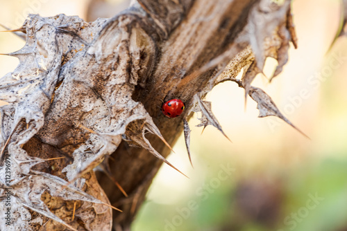 wild vegetation showing stem with prickles in the forest in Spain in autumn and a ladybug