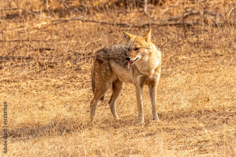 Fototapeta premium Ranthambore NP Wildlife