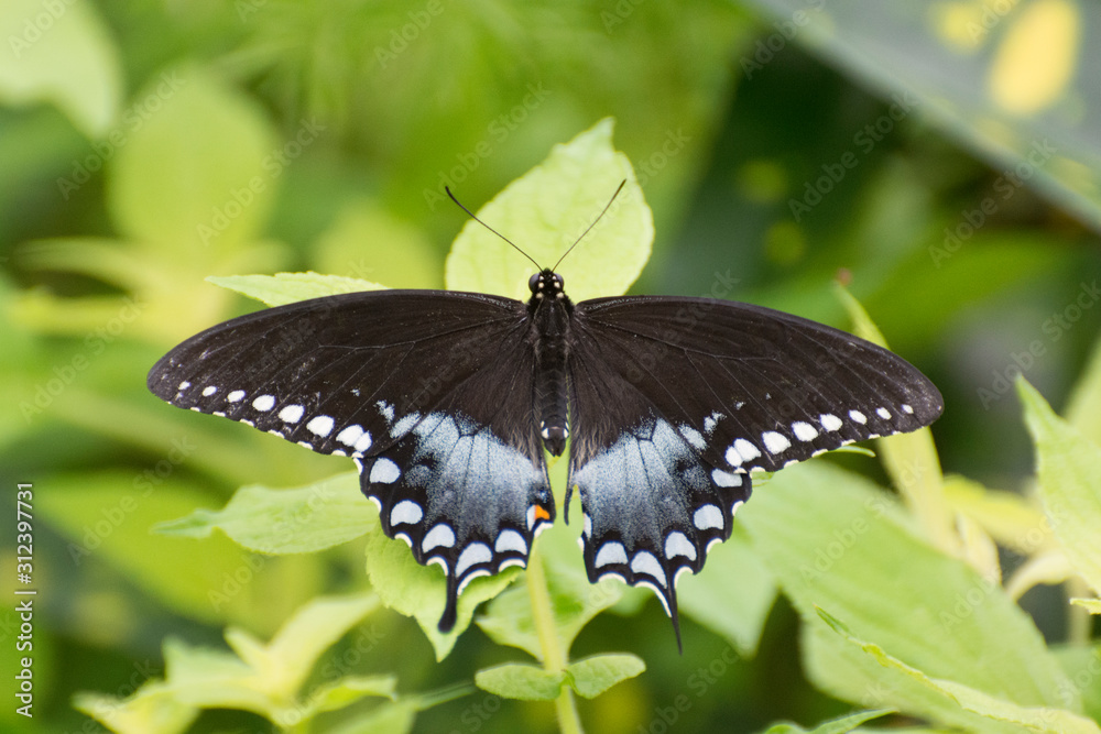 Butterfly 2019-182 / Spicebush Swallowtail (Papilio Troilus) Butterfly 2019-182 / Spicebush Swallowtail (Papilio Troilus)
