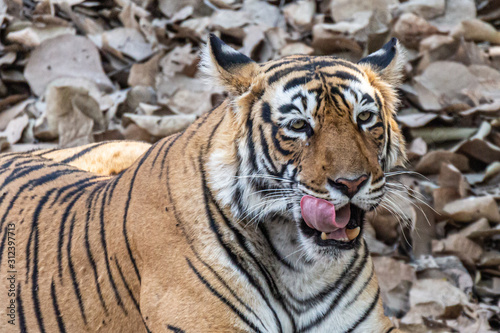 Tiger in Ranthambore NP