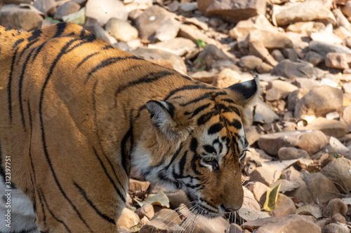 Canvas Print Tiger in Ranthambore NP