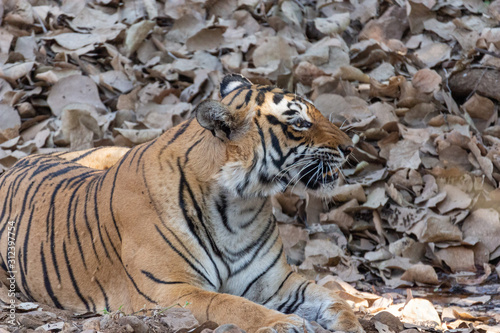 Tiger in Ranthambore NP